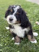 Ranger, a male Miniature Bernedoodle for sale in Wooster, OH – 1 of 3