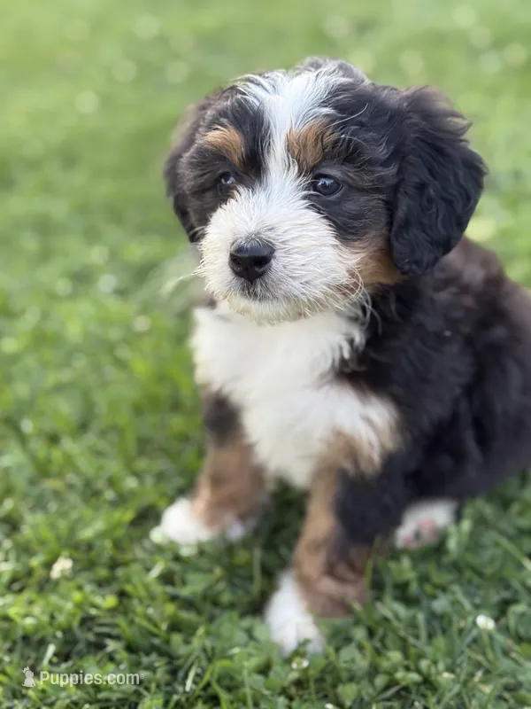 Aspen – Miniature Bernedoodle puppy for sale in Wooster, OH