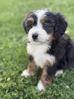 Aspen, a female Miniature Bernedoodle for sale in Wooster, OH – 1 of 2