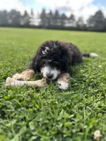 Ridge, a male Miniature Bernedoodle for sale in Wooster, OH – 2 of 8