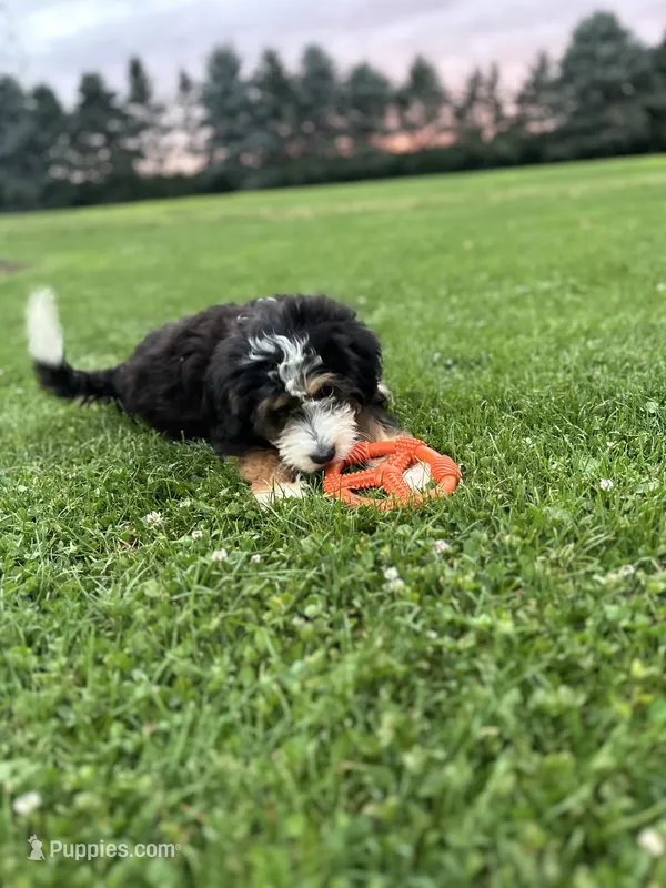 Aspen – Miniature Bernedoodle puppy for sale in Wooster, OH