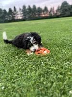 Aspen, a female Miniature Bernedoodle for sale in Wooster, OH – 1 of 9