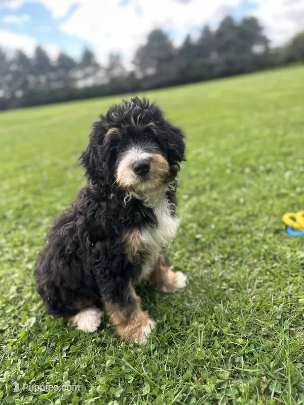 Trek – Miniature Bernedoodle puppy for sale in Wooster, OH