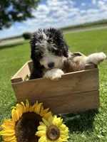 Roamer, a male Miniature Bernedoodle for sale in Wooster, OH – 7 of 9