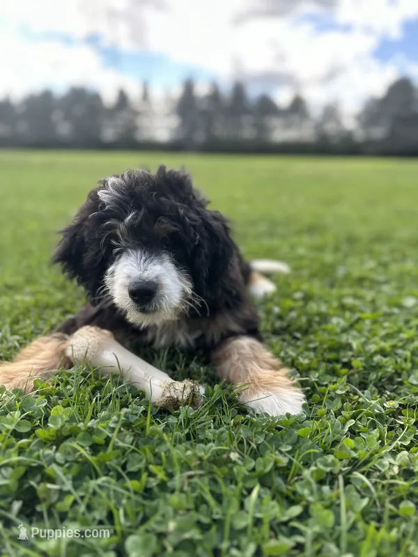 Ridge – Miniature Bernedoodle puppy for sale in Wooster, OH