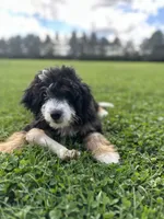 Ridge, a male Miniature Bernedoodle for sale in Wooster, OH – 1 of 8