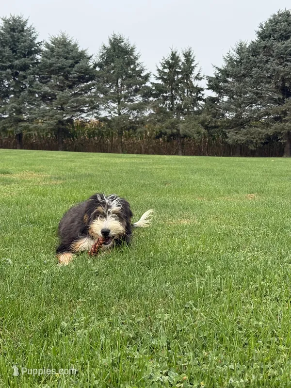 Aspen – Miniature Bernedoodle puppy for sale in Wooster, OH