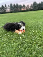 Aspen, a female Miniature Bernedoodle for sale in Wooster, OH – 4 of 9
