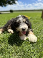 Roamer, a male Miniature Bernedoodle for sale in Wooster, OH – 4 of 9