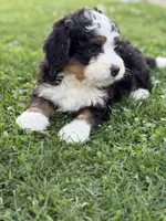 Roamer, a male Miniature Bernedoodle for sale in Wooster, OH – 2 of 2