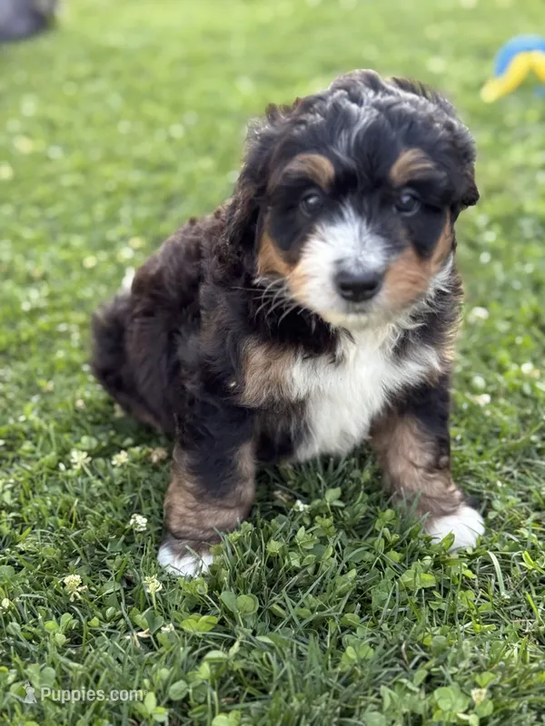 Trek – Miniature Bernedoodle puppy for sale in Wooster, OH