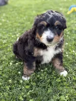 Trek, a male Miniature Bernedoodle for sale in Wooster, OH – 1 of 2
