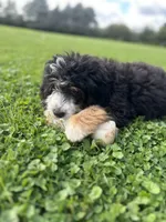 Ridge, a male Miniature Bernedoodle for sale in Wooster, OH – 3 of 8