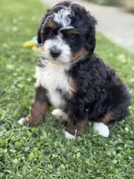 Kodiak, a male Miniature Bernedoodle for sale in Wooster, OH – 1 of 2
