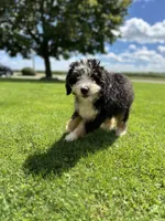 Roamer, a male Miniature Bernedoodle for sale in Wooster, OH – 6 of 9