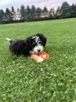 Aspen, a female Miniature Bernedoodle for sale in Wooster, OH – 6 of 9