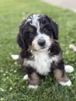 Ranger, a male Miniature Bernedoodle for sale in Wooster, OH – 2 of 3