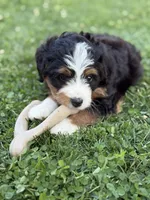 Aurora, a female Miniature Bernedoodle for sale in Wooster, OH – 2 of 2