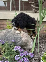 Kodiak, a male Miniature Bernedoodle for sale in Wooster, OH – 6 of 10