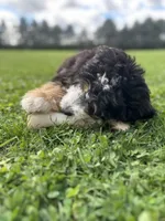 Ridge, a male Miniature Bernedoodle for sale in Wooster, OH – 6 of 8