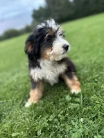 Aspen, a female Miniature Bernedoodle for sale in Wooster, OH – 2 of 9