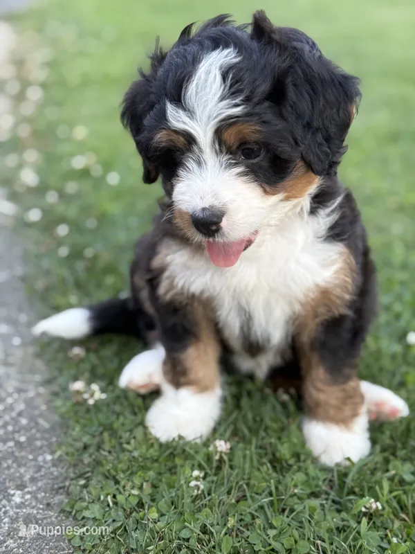 Aurora – Miniature Bernedoodle puppy for sale in Wooster, OH