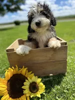 Roamer, a male Miniature Bernedoodle for sale in Wooster, OH – 5 of 9