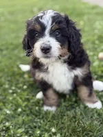 Ranger, a male Miniature Bernedoodle for sale in Wooster, OH – 3 of 3