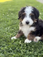 Skye, a female Miniature Bernedoodle for sale in Wooster, OH – 2 of 2