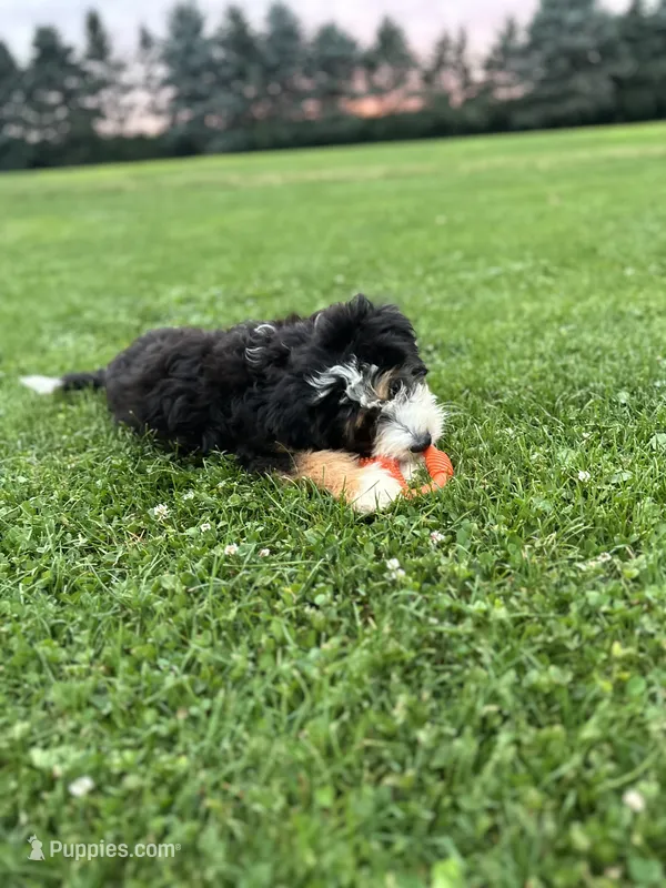 Aspen – Miniature Bernedoodle puppy for sale in Wooster, OH