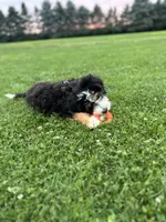 Aspen, a female Miniature Bernedoodle for sale in Wooster, OH – 3 of 9