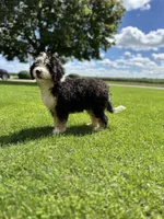 Roamer, a male Miniature Bernedoodle for sale in Wooster, OH – 3 of 9