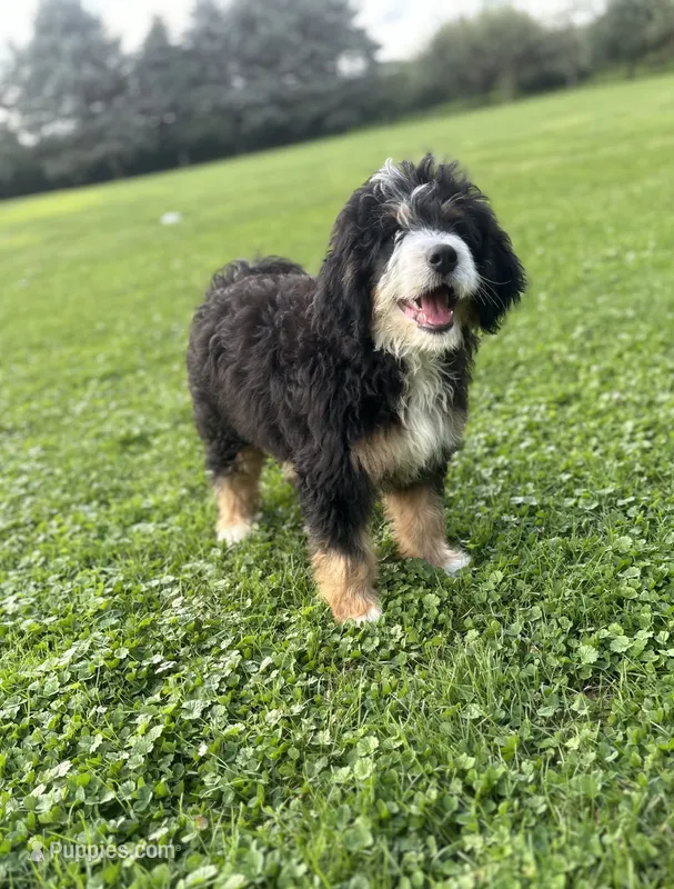 Ridge – Miniature Bernedoodle puppy for sale in Wooster, OH