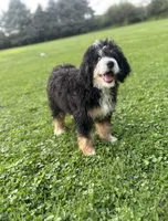 Ridge, a male Miniature Bernedoodle for sale in Wooster, OH – 4 of 8