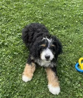 Ranger, a male Miniature Bernedoodle for sale in Wooster, OH – 2 of 9