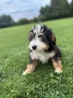 Aspen, a female Miniature Bernedoodle for sale in Wooster, OH – 5 of 9