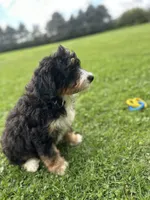 Trek, a male Miniature Bernedoodle for sale in Wooster, OH – 3 of 7