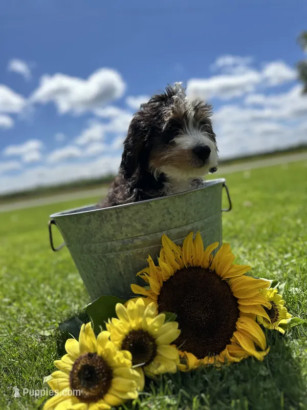Aurora – Miniature Bernedoodle puppy for sale in Wooster, OH
