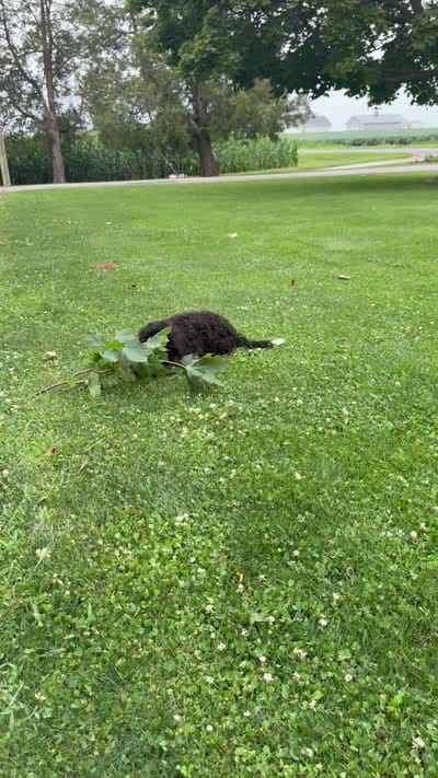 Kodiak, a male Miniature Bernedoodle for sale in Wooster, OH – 10 of 10