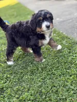 Trek, a male Miniature Bernedoodle for sale in Wooster, OH – 2 of 2