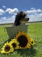 Aurora, a female Miniature Bernedoodle for sale in Wooster, OH – 2 of 5