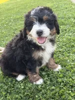 Ridge, a male Miniature Bernedoodle for sale in Wooster, OH – 2 of 2