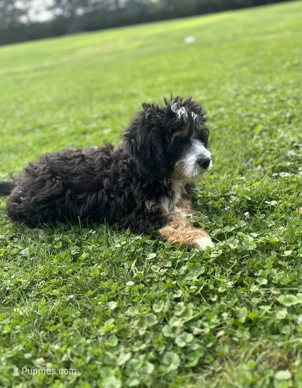 Ranger – Miniature Bernedoodle puppy for sale in Wooster, OH