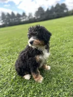Trek, a male Miniature Bernedoodle for sale in Wooster, OH – 5 of 7