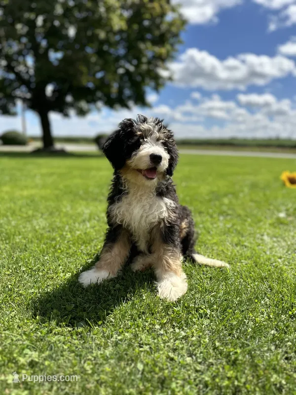 Roamer – Miniature Bernedoodle puppy for sale in Wooster, OH