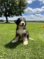 Roamer, a male Miniature Bernedoodle for sale in Wooster, OH – 1 of 9
