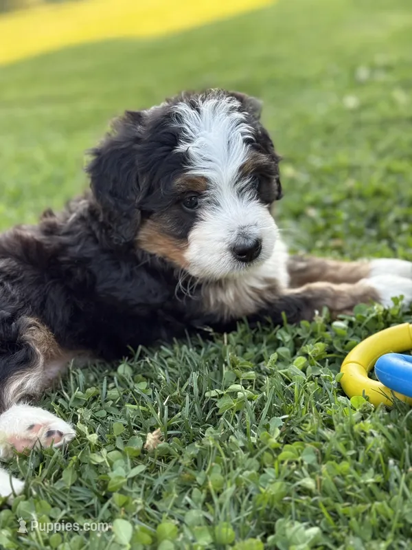 Skye – Miniature Bernedoodle puppy for sale in Wooster, OH
