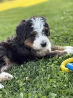 Skye, a female Miniature Bernedoodle for sale in Wooster, OH – 1 of 2