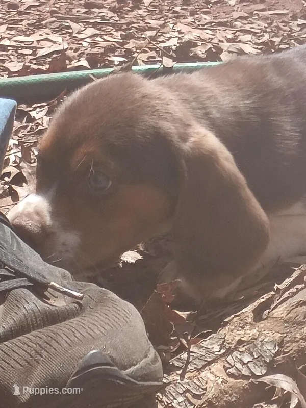 male#1-yellow – Beagle puppy for sale in Commerce, GA