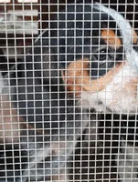 processed/672a4e8e-b77d-45e3-b687-f7608826f1bb/listing/f4120fdc-6e20-496b-8221-cd29a85b9c26/f2387ee1-1797-4016-9b84-815934f1cc9a